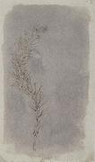 Willim Henry Fox Talbot Rosemary Twig oil